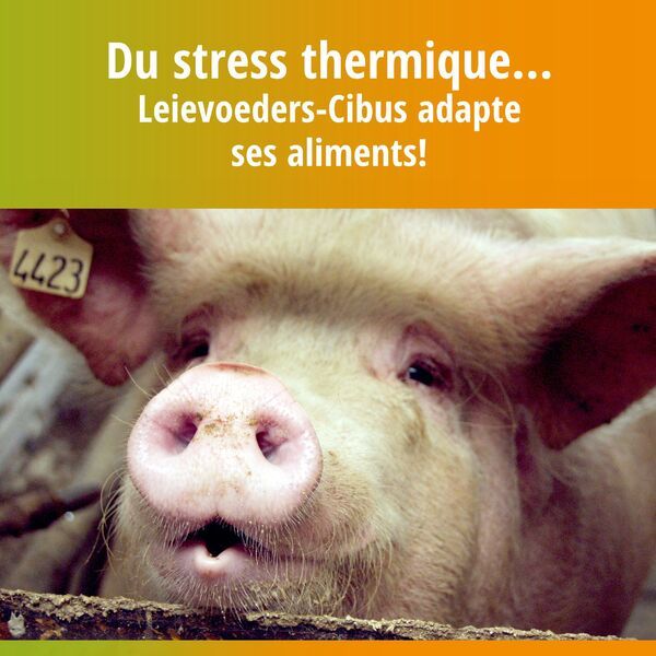 Stress Thermique, aliments adaptes par Leievoeders